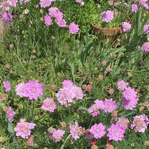 Meet your Posher, Ava